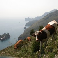 La spiaggia di Crapolla - Proloco due Golfi